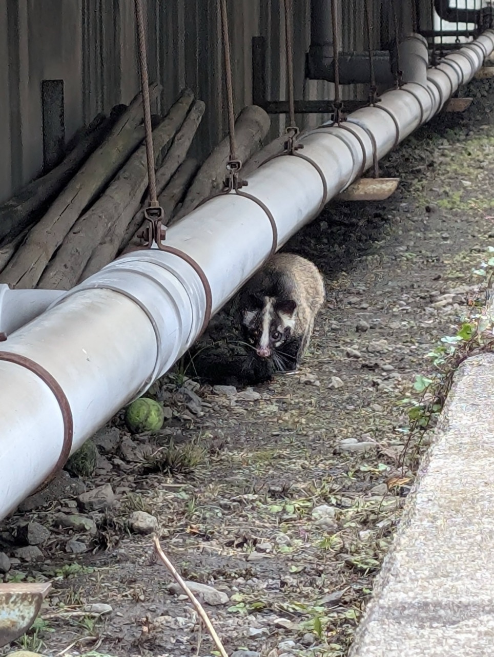 西地区センターのハクビシン