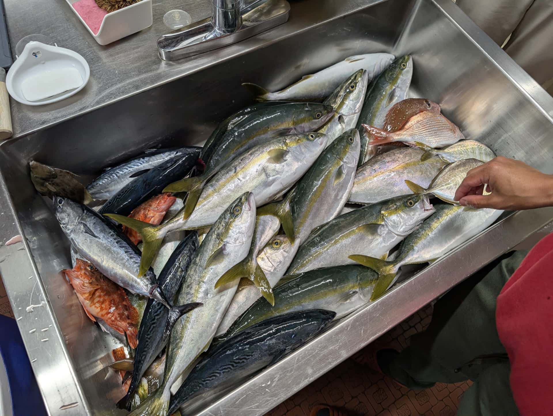 魚釣り